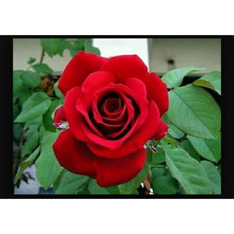 jual tanaman bunga mawar merah shopee indonesia
