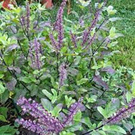 Holy Basil Krishna Tulsi Ocimum Sanctum Ocimum Etsy