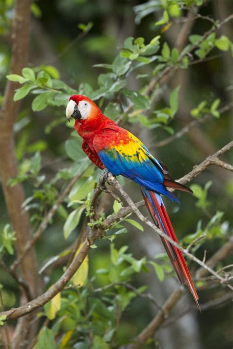 Scarlet Macaw Costa Rica Posters And Prints By Corbis