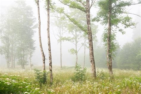 15 Tips Voor Fotograferen In De Mist Vink Academy