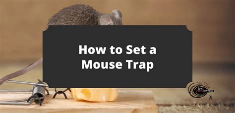 How To Set A Mouse Trap K C Pest Control