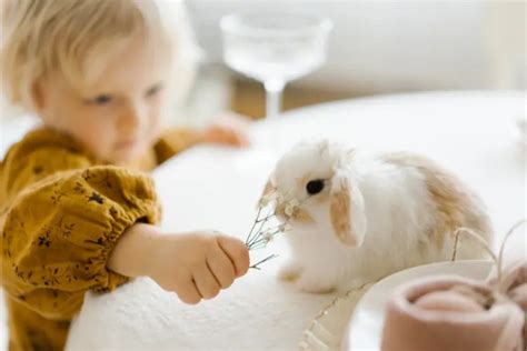 11 Surprising Reasons Why Rabbits Are The Best Pets