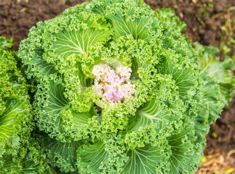 Attractive Decorative Cabbage Stock Image - Image of garden, decorative: 48084271