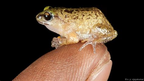 New Species Of Frog Smaller Than Thumbelina - Nature News, News For Kids - Kinooze