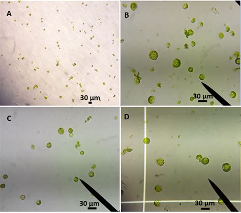 Aislamiento enzimático de protoplastos a partir del mesófilo de