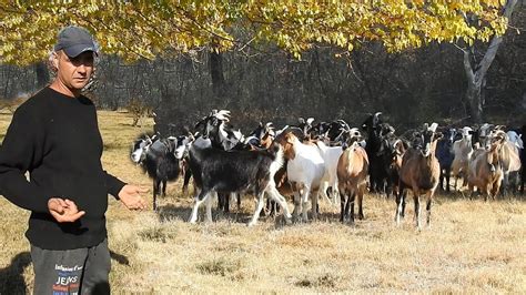 De Unul Singur Creste De Capre La Stana Lui Georgica Jud Ialomita