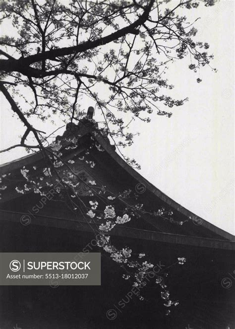 Thousands of cherry trees in blossom in Ueno Park and Ueno Park Zoo, Tokyo. May 29, 1933. (Photo ...