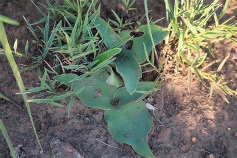 Flat Leaved African Hyacinth From Carletonville South Africa On