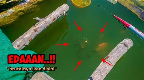 IKAN MODE BRUTAL UMPAN BARU TURUN SUDAH DIKEROYOK Mancing Ikan