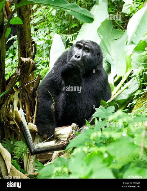 Gorilla beating chest hi-res stock photography and images - Alamy