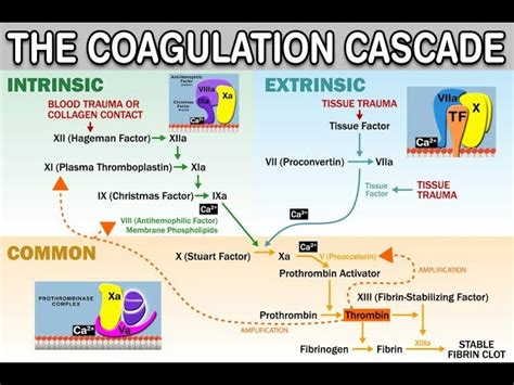 Clotting Cascade Plasminogen