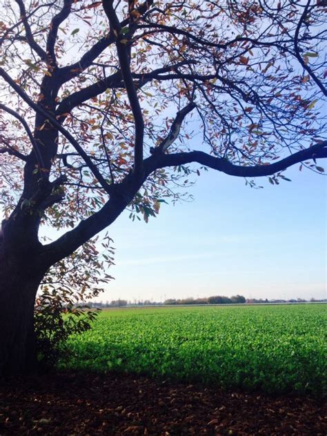 Free Images Tree Grass Branch Wood Flower Walk Spring Botany