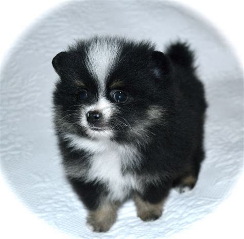 List 96 Pictures Pomeranian Puppy Uglies Pictures Excellent