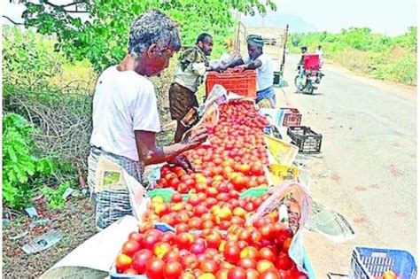 మార్కెట్‌కెళితే నష్టం తోటవద్దే విక్రయం కుదరకపోతే వదిలేస్తున్నారు