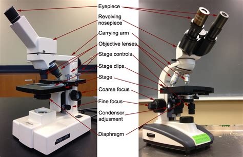 Parts And Components Of Light Microscopes Light Microscope | Hot Sex ...