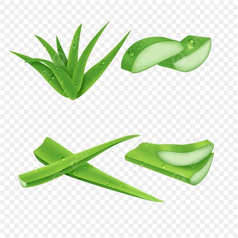 Aloe Vera PNG Transparent Natural Healthy Green Cut Aloe Vera And