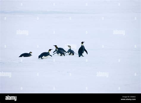 Emperor Penguins on ice, Snow Hill Island, Antarctica Stock Photo - Alamy