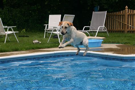 How to Keep Your Dog Safe Around the Pool