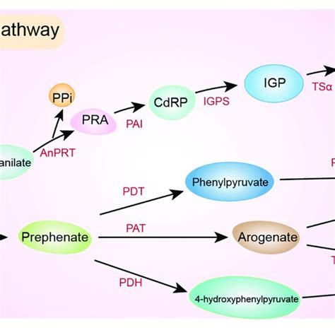 Phe Tyr And Trp Biosynthetic Pathways Chorismate Is The Precursor