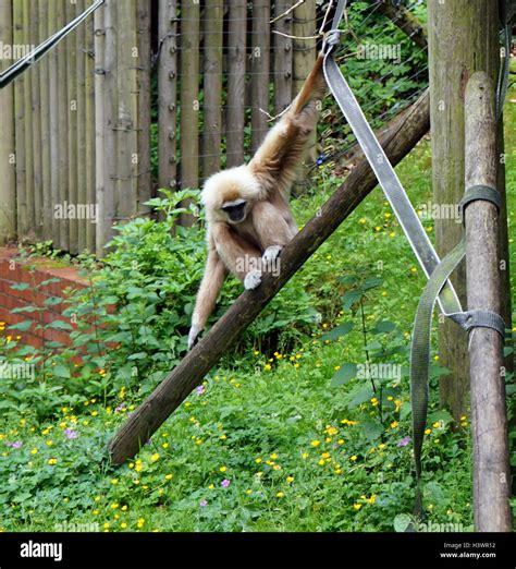 The Lar Gibbon Hylobates Lar Also Known As The White Handed Gibbon