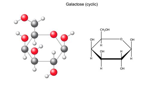 Ntroduire Imagen Galactose Formule Fr Thptnganamst Edu Vn