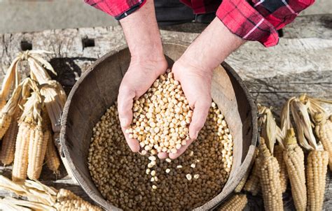 Sepp Brandstätter and his native Gailtal Valley white maize