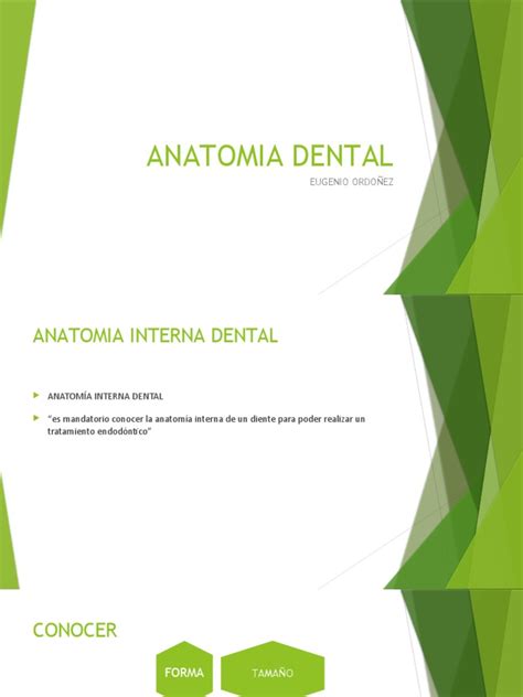 Anatomia Dental | PDF