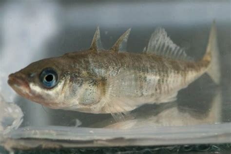 Construction Begins On Dr Dan Bolnicks Stickleback Lab Bamfield