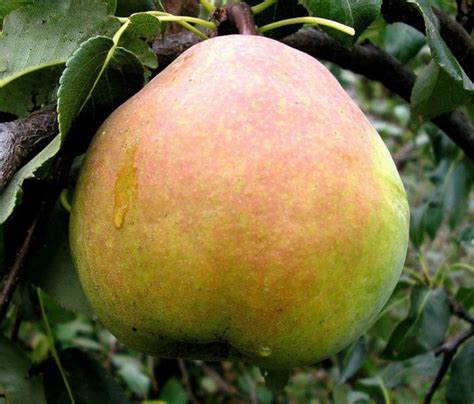 Описание сорта груши Краснобокая: фото и отзывы, уход за грушей