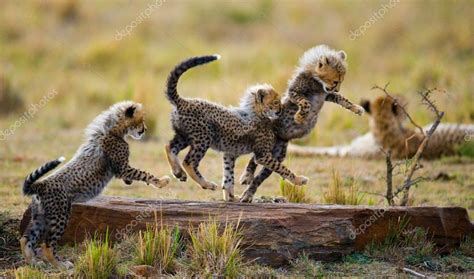 Playing cubs Cheetah — Stock Photo © GUDKOVANDREY #96098250