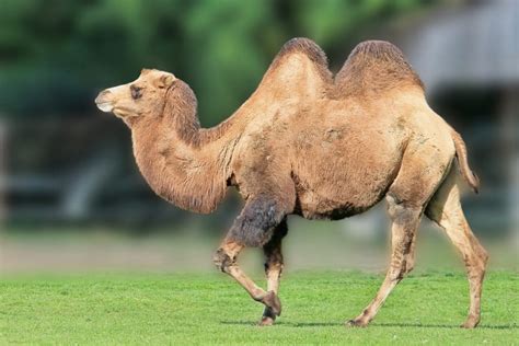 Le Chameau A Deux Bosses Et Le Dromadaire Une Seule Pourquoi