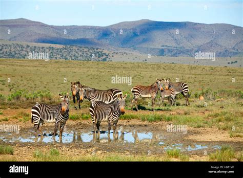 Cape Mountain La Monta A De Cebra Zebra Equus Zebra Zebra Hato En