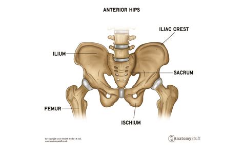 Hip Anatomy Motion And Function Anatomystuff