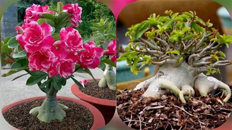 Adenium Obesoum Vs Adenium Arabicum Youtube