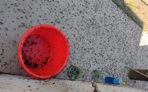 Invasión de hormigas voladoras de qué se trata el vuelo nupcial que