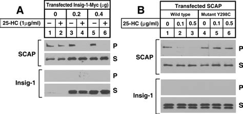 Insig Required For Sterol Mediated Inhibition Of Scap Srebp Binding To