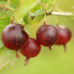 Bessenstruiken Kopen Fruitbomen Webwinkel Fruitbomen Net