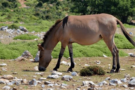 Skyros Pony: A Deep Dive into This Unique Breed - Horse Wildlife