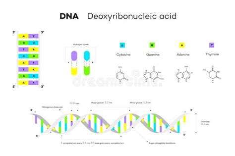 脱氧核糖核酸分子结构 Infographic教育传染媒介例证 向量例证 插画 包括有 科学 分子 111388786