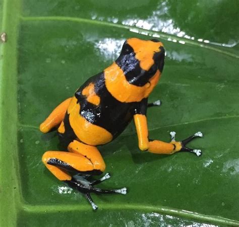 Dart Frog O Lehmanni Orange Oophaga Lehmanni Cites Cb The