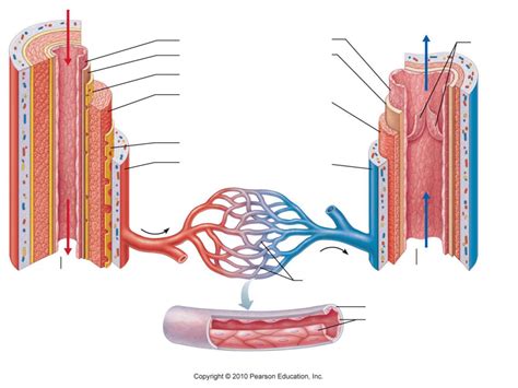 Vein Artery Anatomy Diagram Quizlet