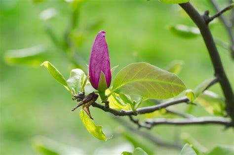 Premium Photo | Magnolia spring flowers