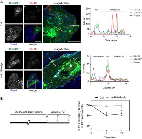 Mir A P Regulates Internalization Of Ldlr A Representative