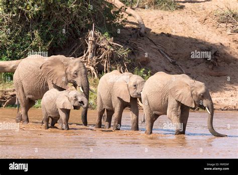 African Elephants Loxodonta Africana Herd Of Elephants Crossing The