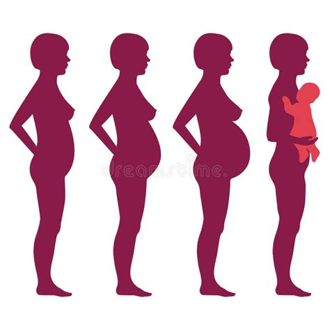 Vector Pregnancy Stages Stock Vector Image 50669476