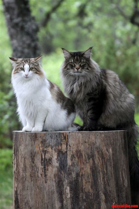 Norwegian forest cats | Cute cats HQ - Pictures of cute cats and ...