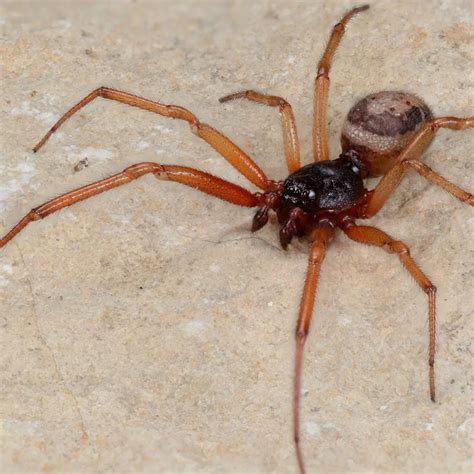 False Widow Spider Bite Venomous Pest Advice For Controlling False Black Widow Spiders Where