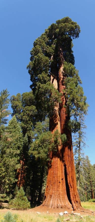 Arbre De S Quoia G Ant Verger De Mariposa Parc National De Yosemite