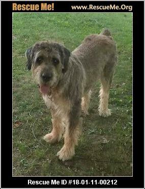 Pennsylvania Irish Wolfhound Rescue ― ADOPTIONS ― RescueMe.Org