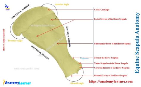 Horse Scapula Bone Anatomylearner Veterinary Anatomy Study Guide